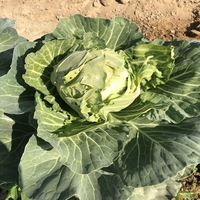 Organic Cabbage